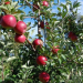 АФПЗРР : Започнува периодот за аплицирање за дополнителните плаќања за предадени јаболка