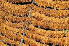 Заврши откупот на тутун, почнува новото производство