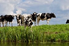 Одгледувачите на крави конечно ги добија субвенциите по грло за 2025