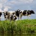 Одгледувачите на крави конечно ги добија субвенциите по грло за 2025