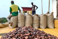 Чоколадото поскапе, но производителите на какао од Африка немаат корист од тоа