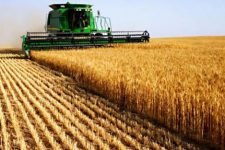 Драстично се намалуваат површините со жито и производството на овошје во Македонија