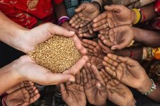 Глобалните цени на храната паднаа на најниско ниво од 2023 година