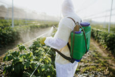 Над 30 отсто од овошјето во ЕУ е контаминирано со забранети пестициди