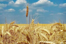 Во европските производи од житарки има 100 пати повеќе „вечни хемикалии“ од водата од чешма