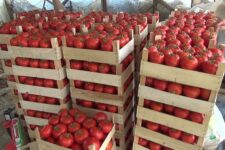 Првите романски домати за сезоната достигнаа рекордни цени од околу 20 евра за килограм
