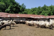 Исплатени близу 5,5 милиони евра субвенции за сточарите