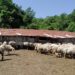 МЗШВ: Распишан јавен повик за надомест на трошоци за оддржување на висински пасишта и ливади и поддршка на традиционално овчарство