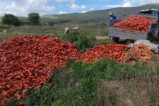 Земјоделците ги фрлаат пиперките на депонија – кој ќе плати за уништениот род?