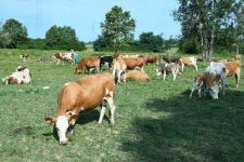 МЗШВ со поостри критериуми: државни пари за минимум три крави и поголеми парцели