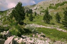 ДЗР: ЈП Национални шуми со ниска реализација на планот за производство, зголемени долгови и намалена ликвидност