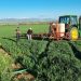 До 100.000 евра за млади брачни парови кои ќе се преселат на село и ќе се занимаваат со земјоделие