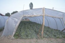 Проект за поддршка од Словенија на македонското земјоделство