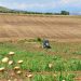 Земјоделството изумира во Македонија