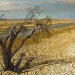 Топлотните бранови ја чинат Европа милијарди: Италија, Германија и Франција се меѓу најтешко погодените