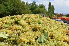 12.458 лозари добија директни исплати за одржување на лозовите насади