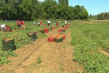 Државата им должи 100 милиони евра на земјоделците за субвенции