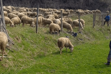 Овчарството ќе згасне ако државата сериозно не се справи со проблемите на сточарите
