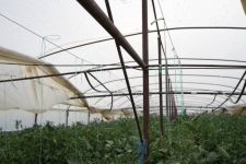 Во илјадици евра се проценуваат штетите на струмичките земјоделци чии посеви минатата седмица беа погодени од силно невреме