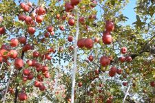 Преспанските овоштари задоволни од постигната цена на јаболкото