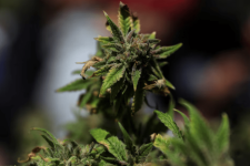 Трамп размислува за уредба за олеснување на федералните ограничувања за марихуаната