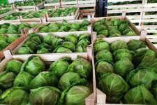 Зголемен е извозот на земјоделски производи за 5,5% во 2025 споредбено со 2024 година