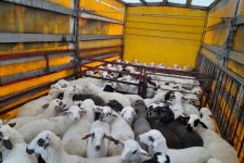 Почна откупот на македонското јагне –  ќе се исплаќа по поволни цени!